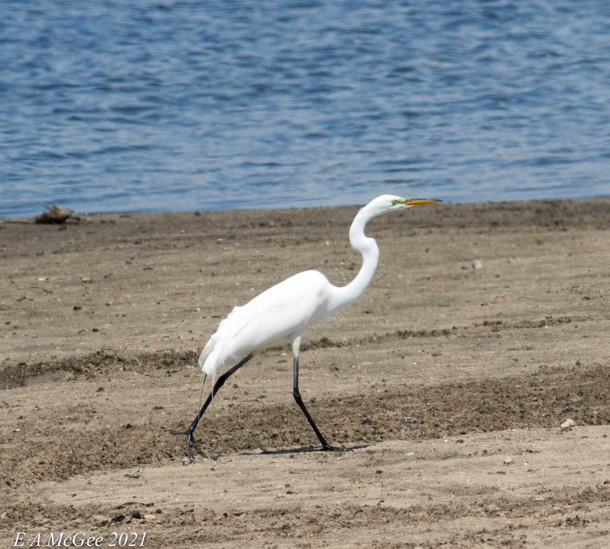 Great Egret - ML334017981