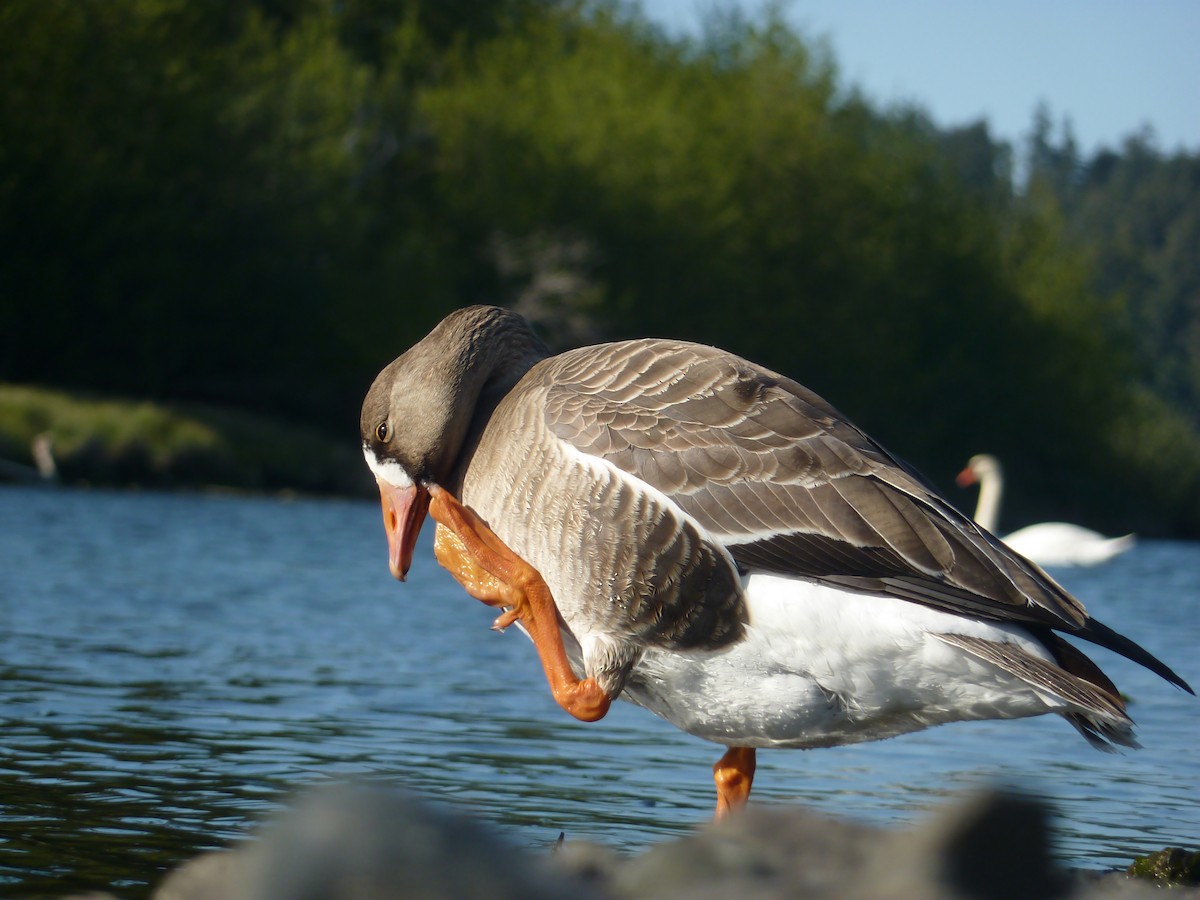 Greater White-fronted Goose - ML334018281
