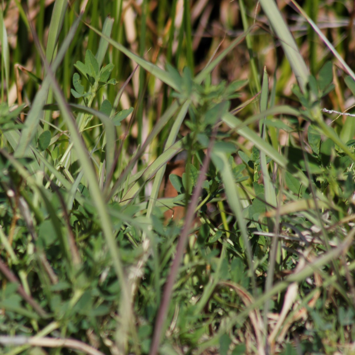 chřástal virginský (ssp. limicola/friedmanni) - ML334020551
