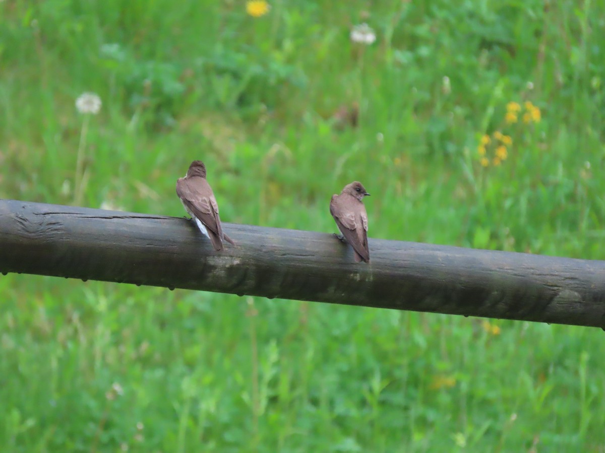 Hirondelle à ailes hérissées - ML334022291