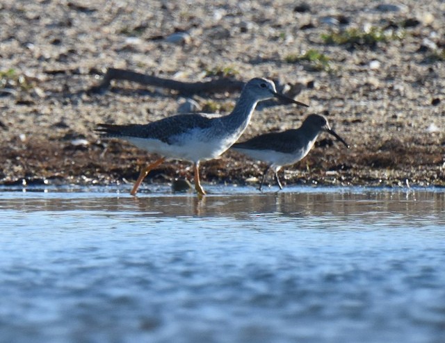 Alpenstrandläufer - ML33402321