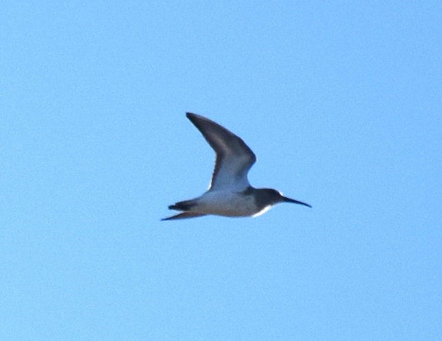 Dunlin - ML33402331