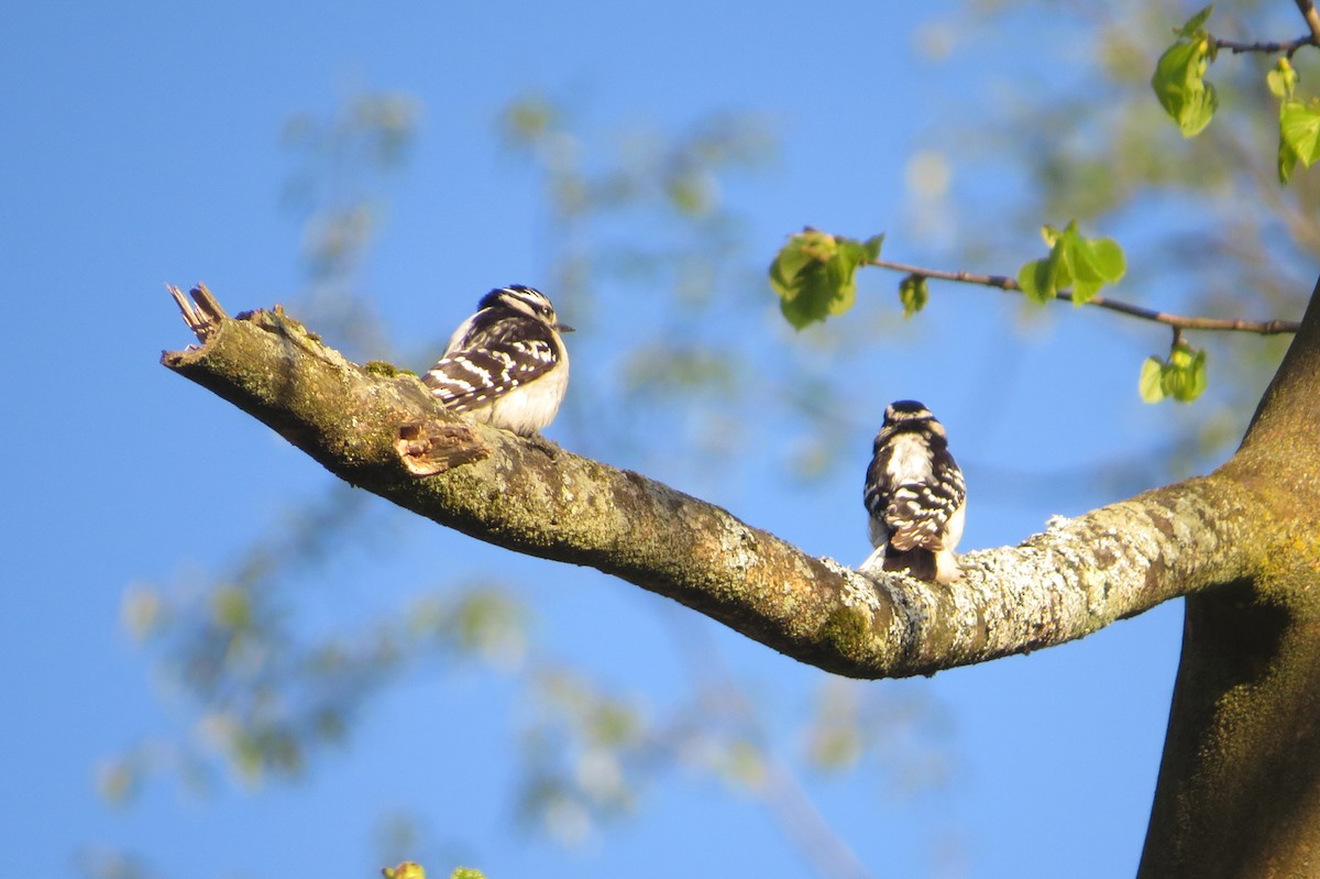 Downy Woodpecker - ML334024671