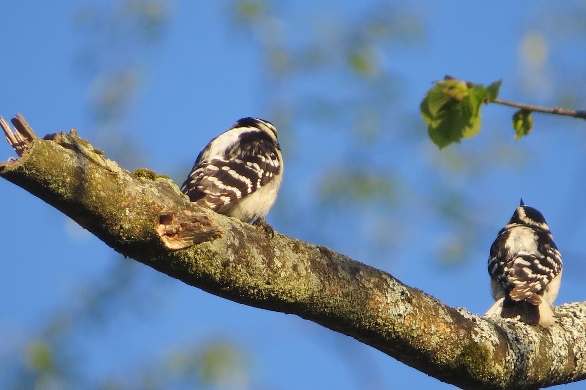 Downy Woodpecker - ML334024731