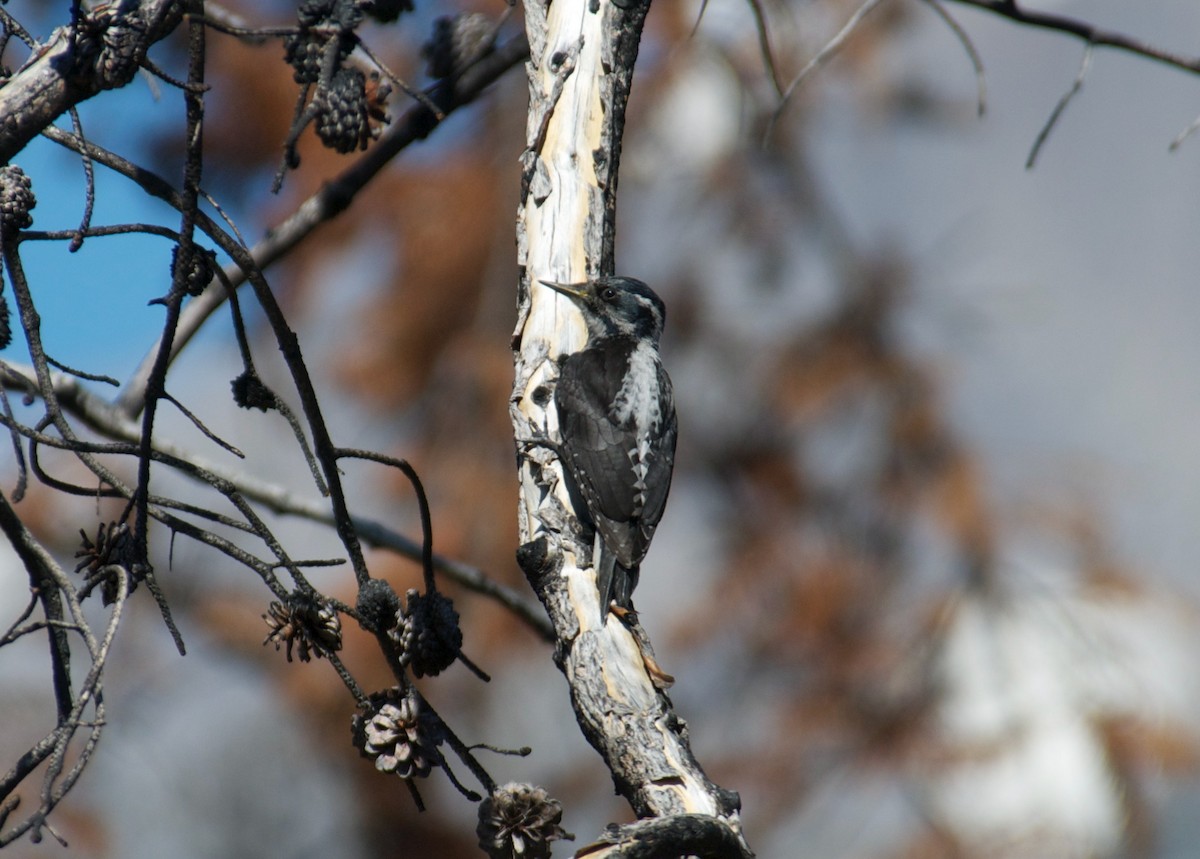 American Three-toed Woodpecker - Henrey Deese