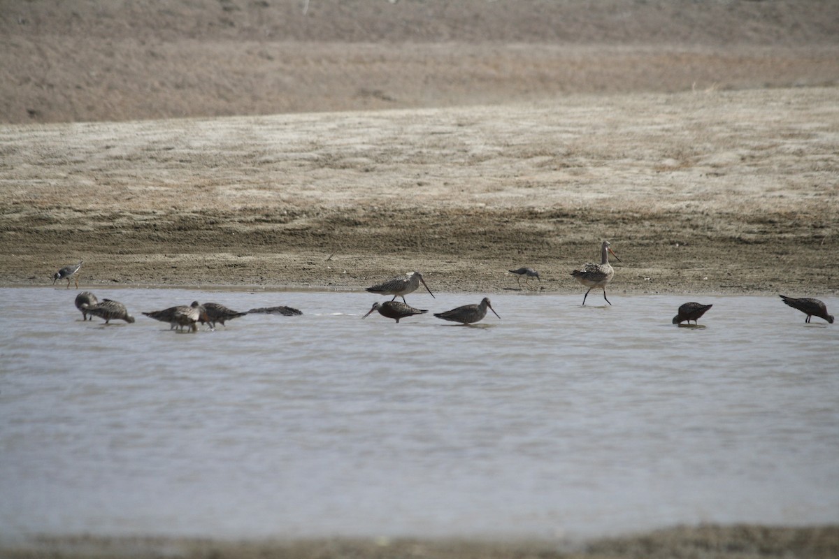 Hudsonian Godwit - ML334026861