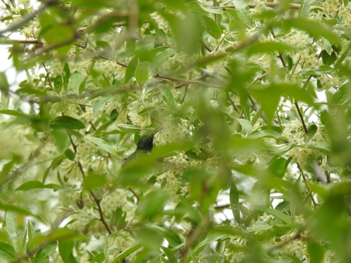 Colibrí Gorjirrubí - ML334027181