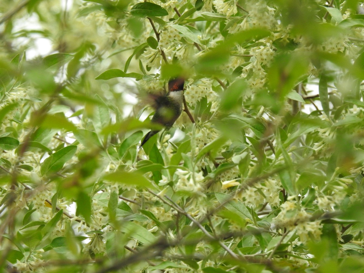 Ruby-throated Hummingbird - Nan Dewire