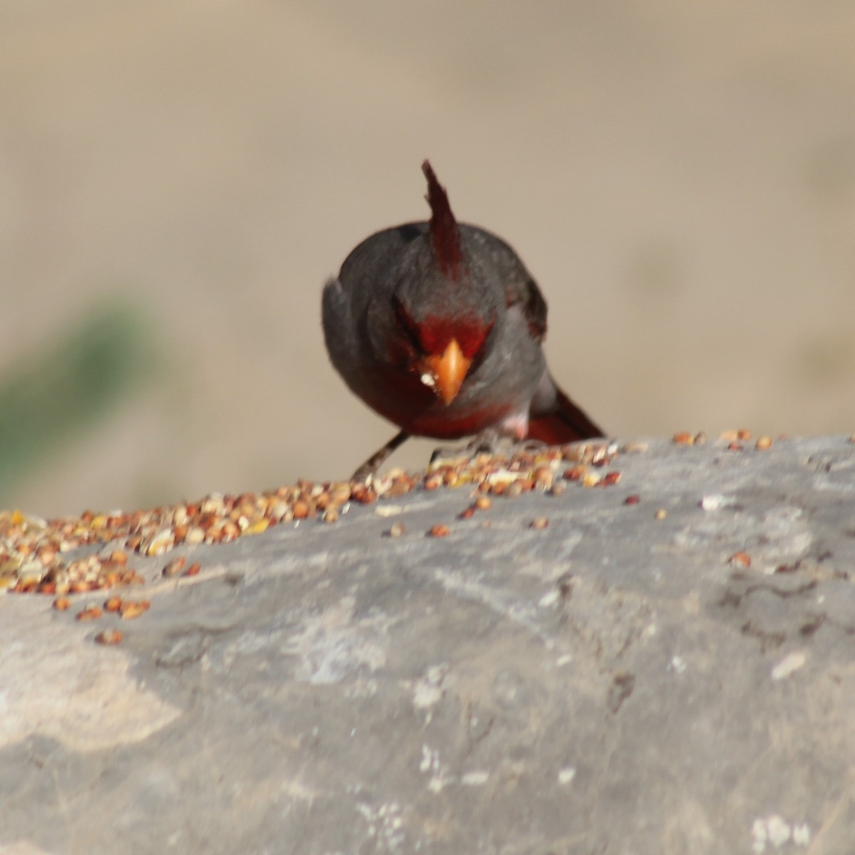 Pyrrhuloxia - ML334027921