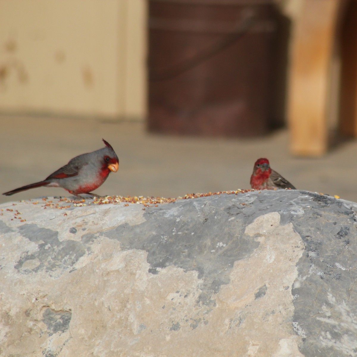 House Finch - ML334028081