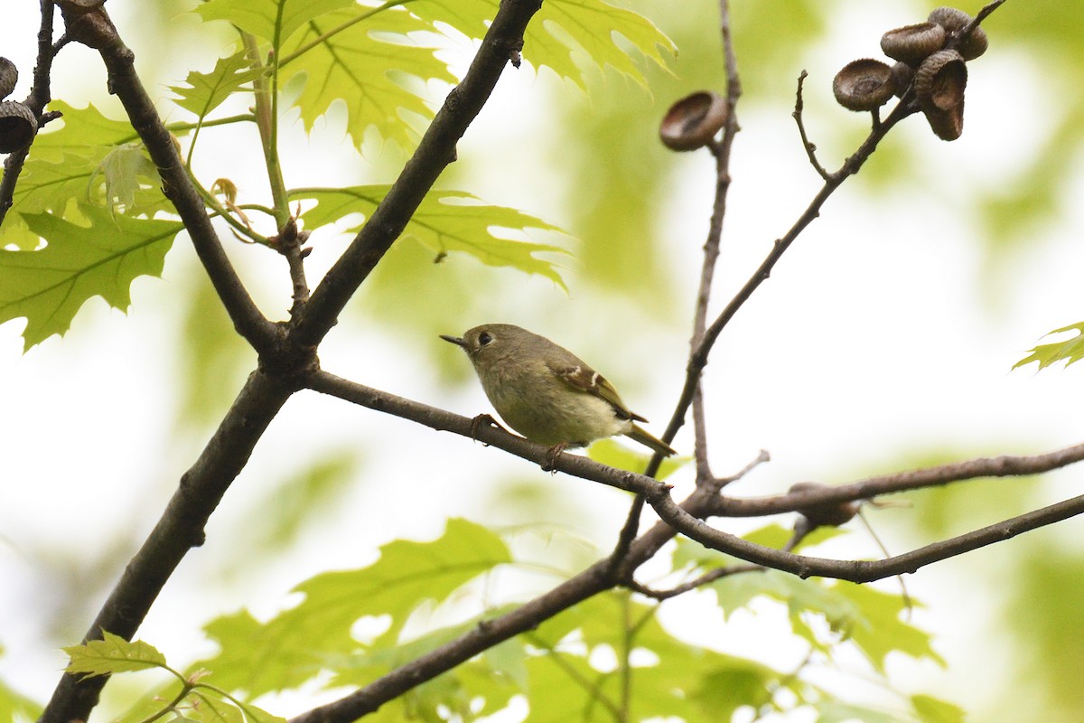 Ruby-crowned Kinglet - ML334028771