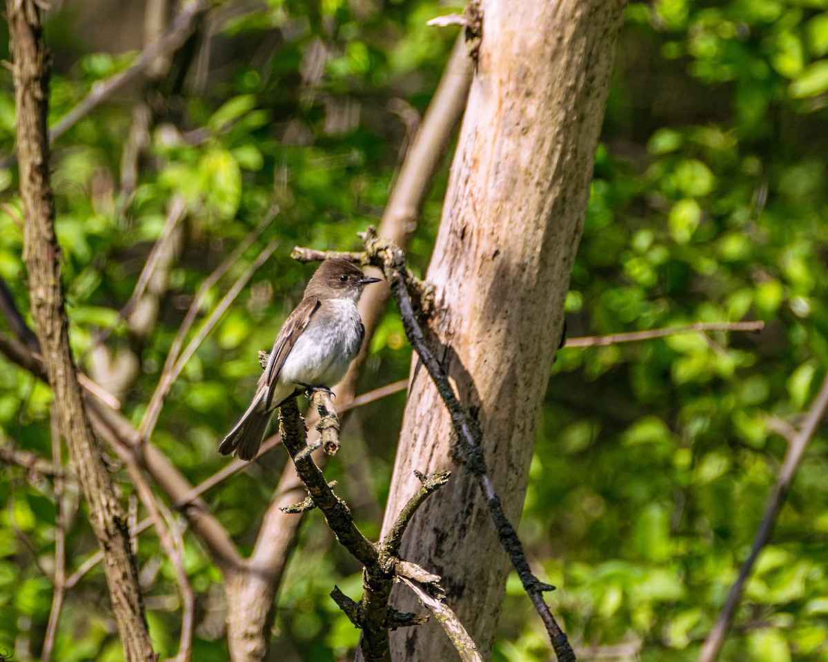 Eastern Phoebe - ML334029251