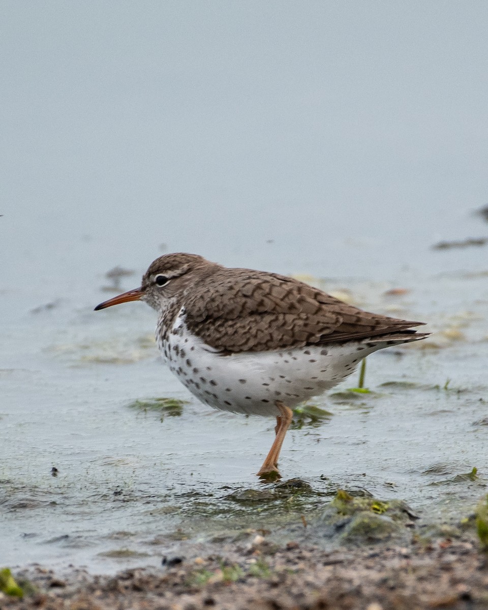 Spotted Sandpiper - ML334030991