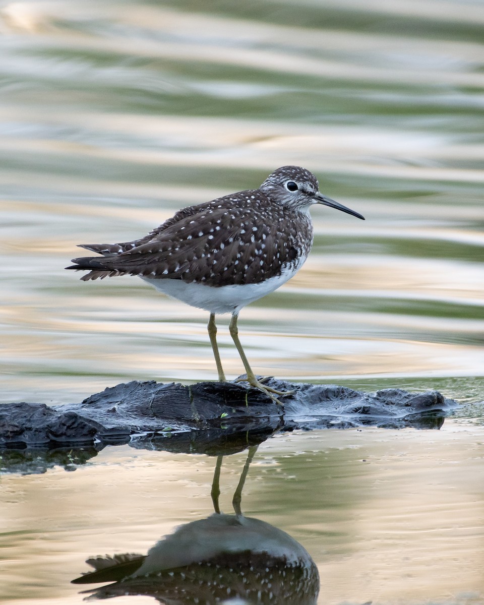 Solitary Sandpiper - ML334031121