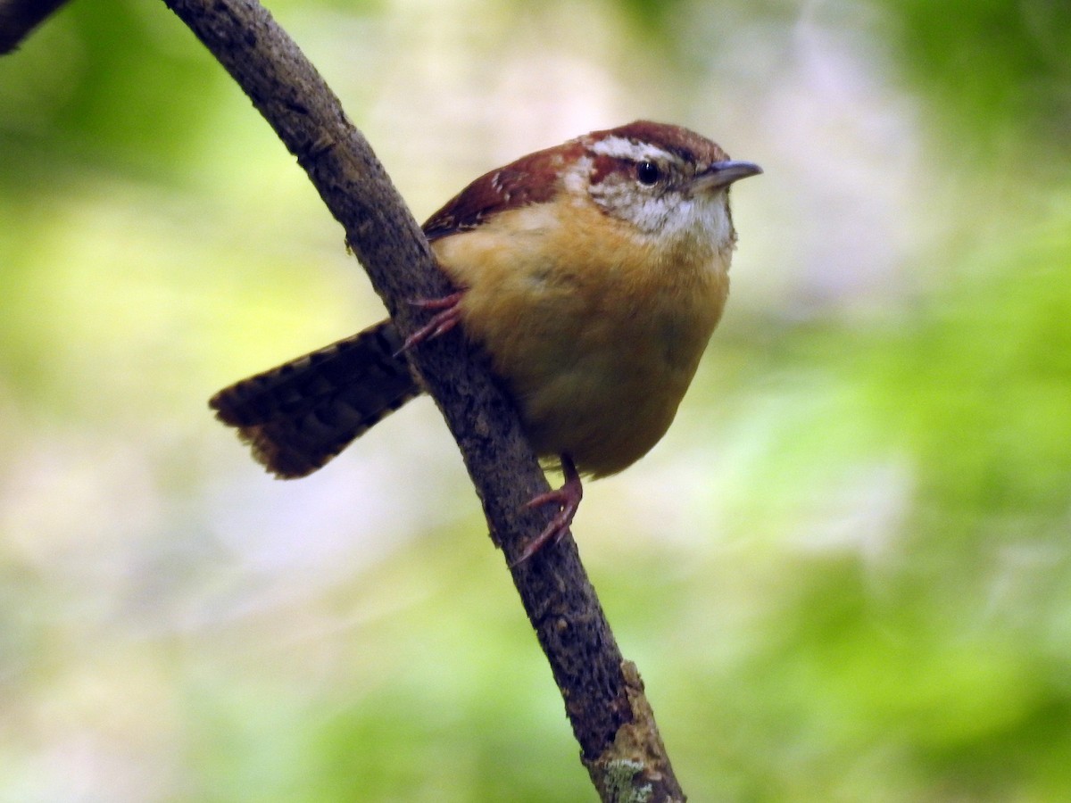 Carolina Wren - Susan Grantham