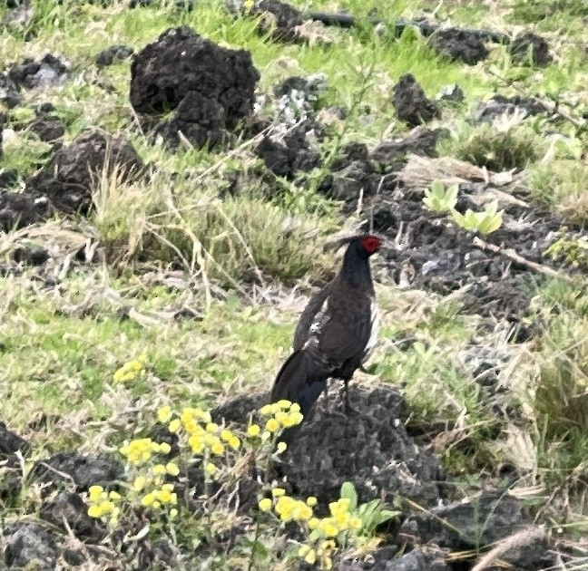 Kalij Pheasant - ML334032491