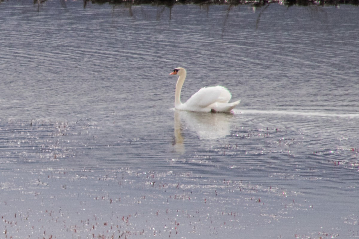 Cygne tuberculé - ML334032741