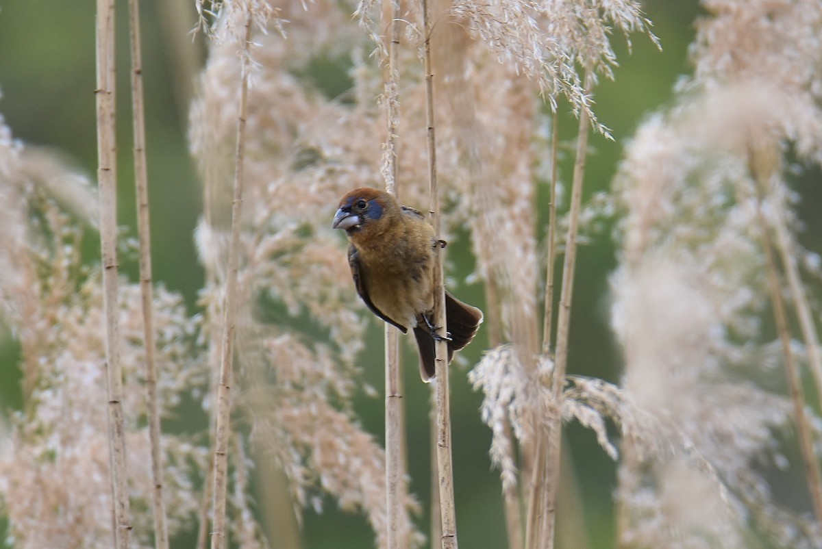 Blue Grosbeak - ML334032821