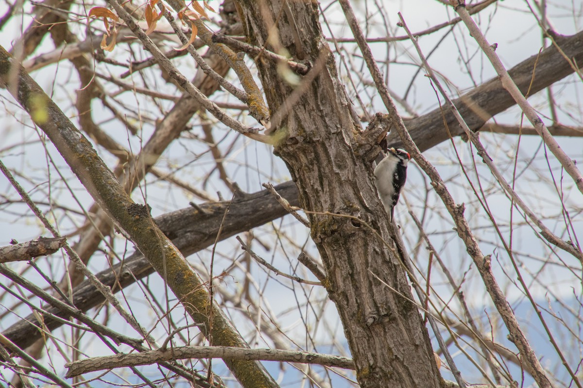 Downy Woodpecker - Betty Stevens