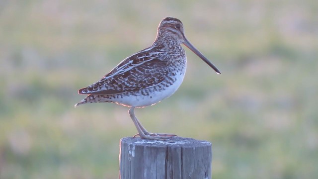 Wilson's Snipe - ML334033281