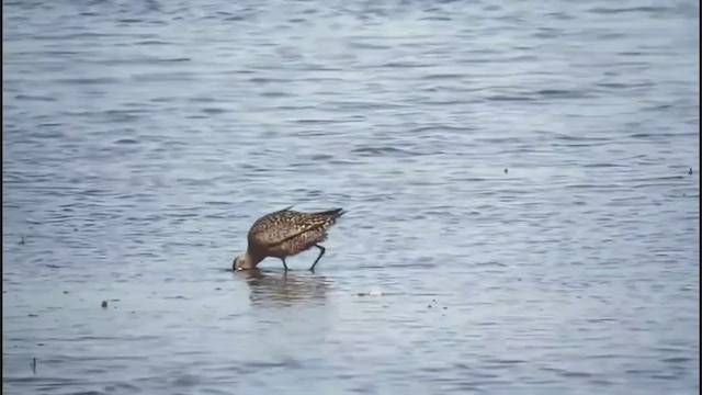 Hudsonian Godwit - ML334033331