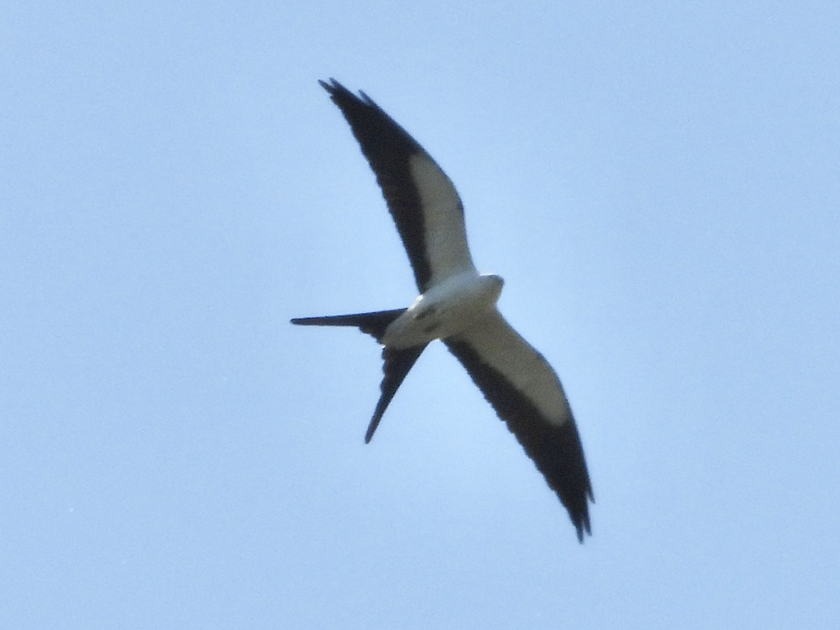 Swallow-tailed Kite - ML334034421