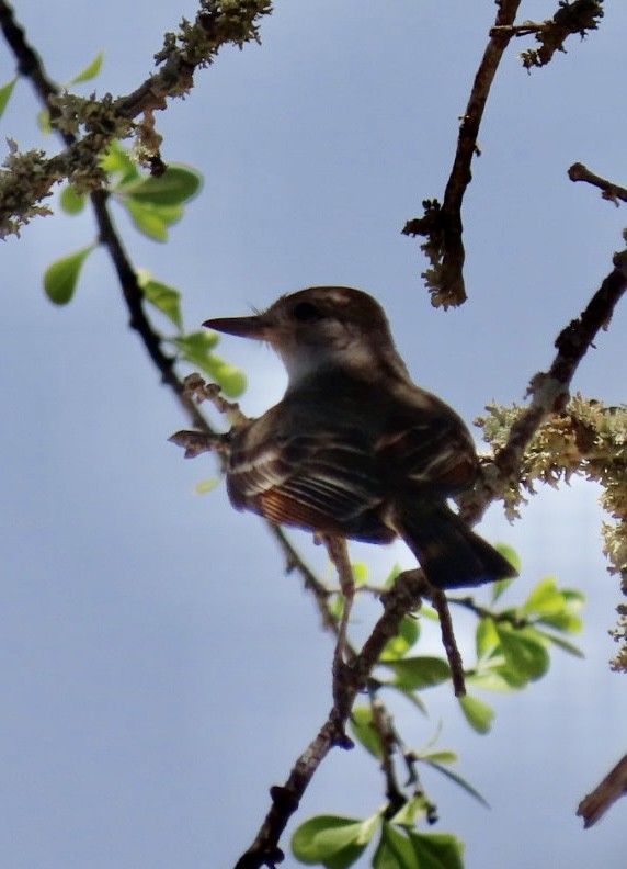 Ash-throated Flycatcher - ML334035161