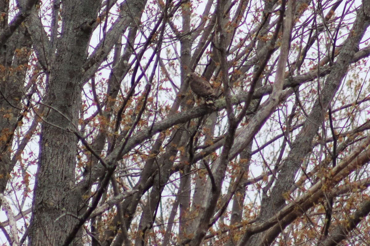 Broad-winged Hawk - ML334035331