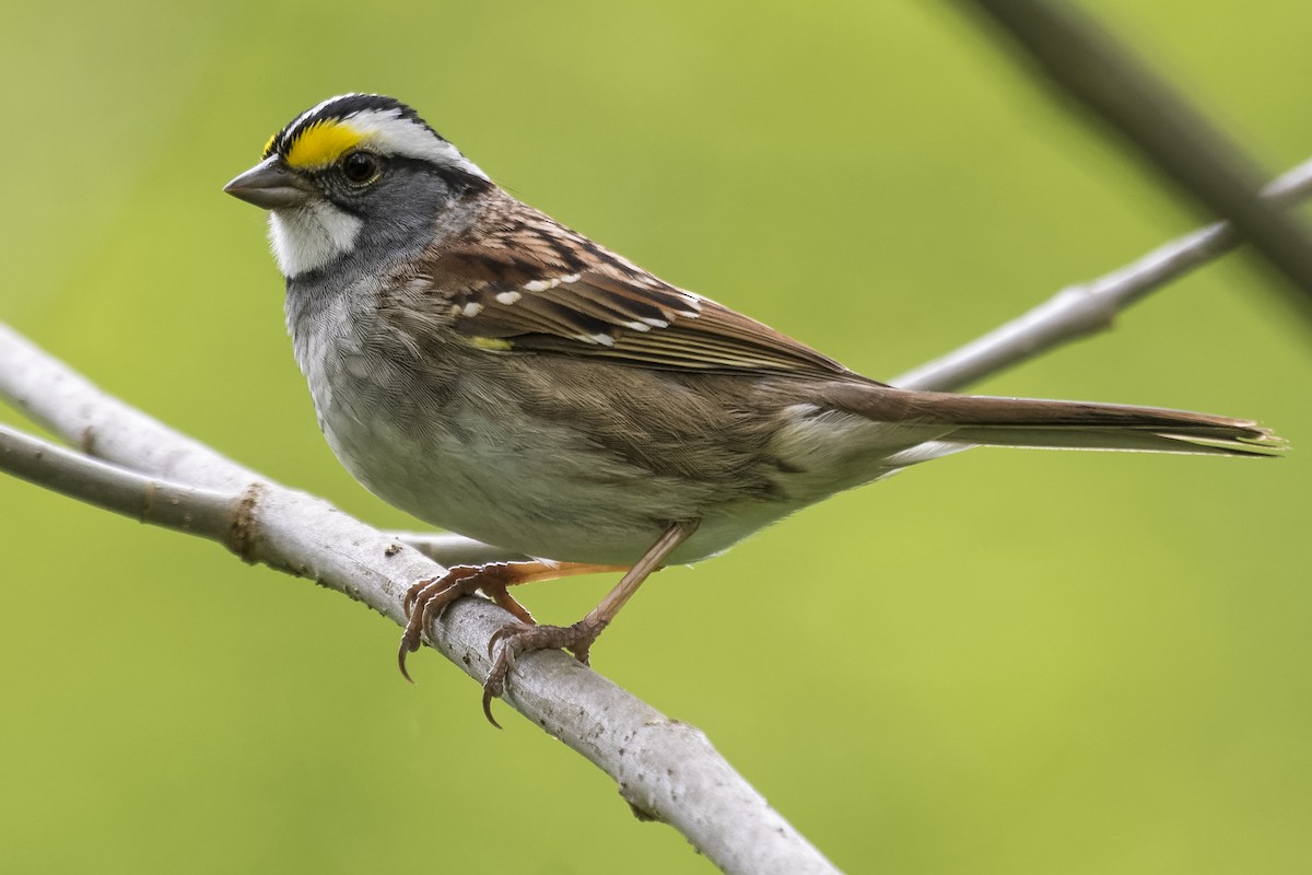 White-throated Sparrow - ML334035491