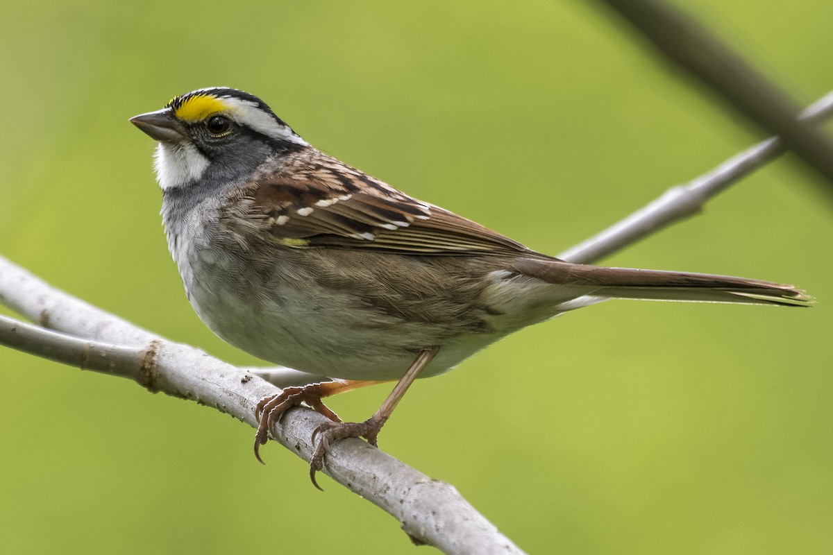 White-throated Sparrow - ML334035501