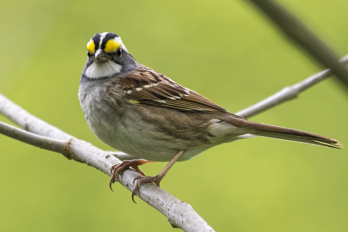 White-throated Sparrow - ML334035511