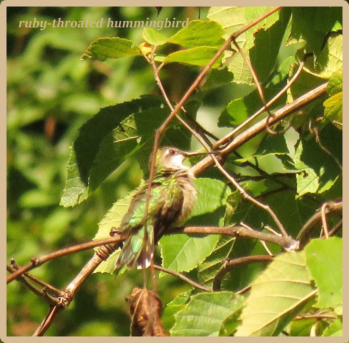 Ruby-throated Hummingbird - ML33403571