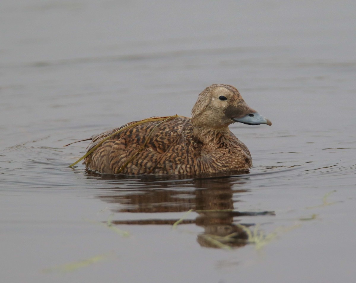 Spectacled Eider - Greg Greene