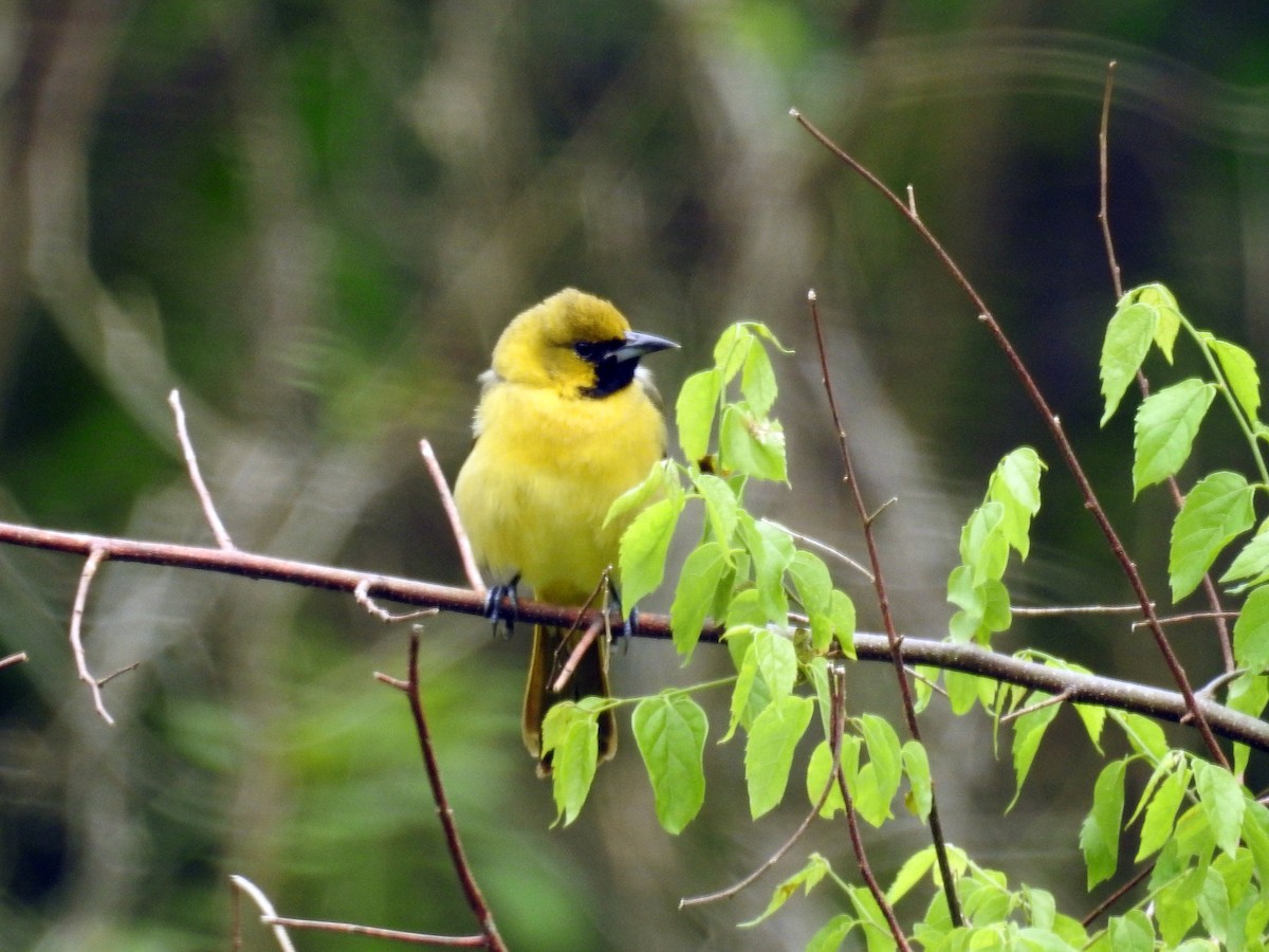 Orchard Oriole - ML334036031