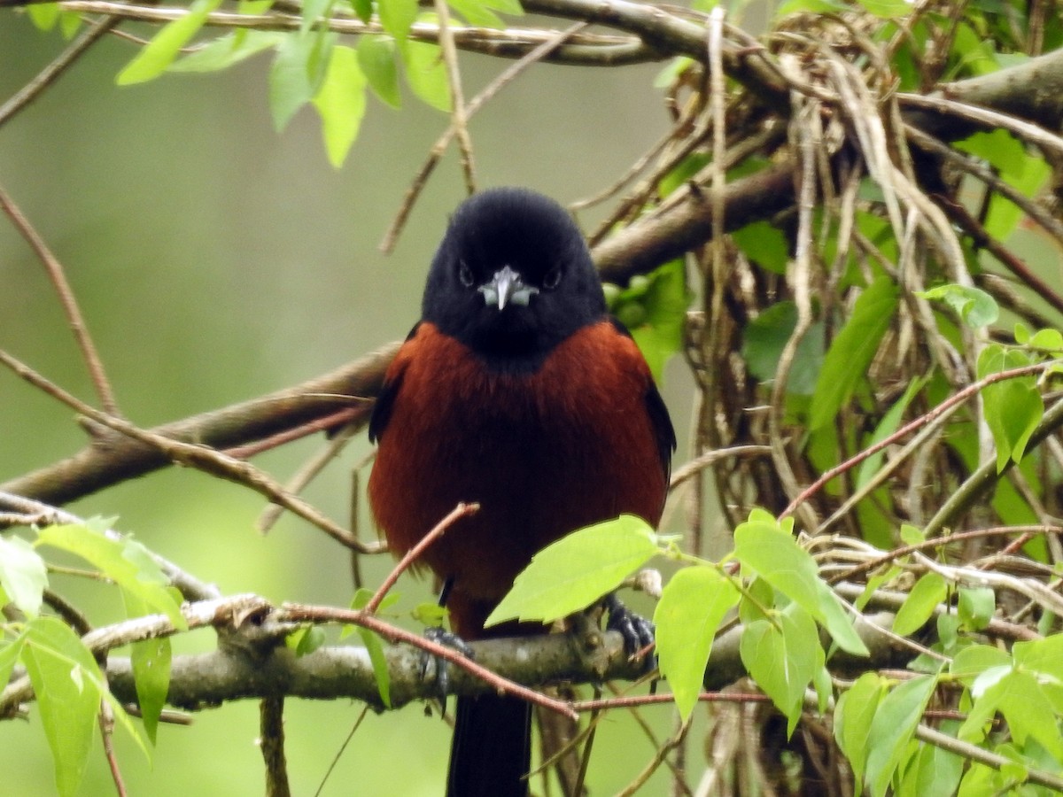 Orchard Oriole - ML334036401
