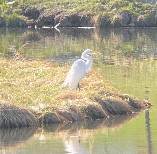 Great Egret - Sofia Prado-Irwin