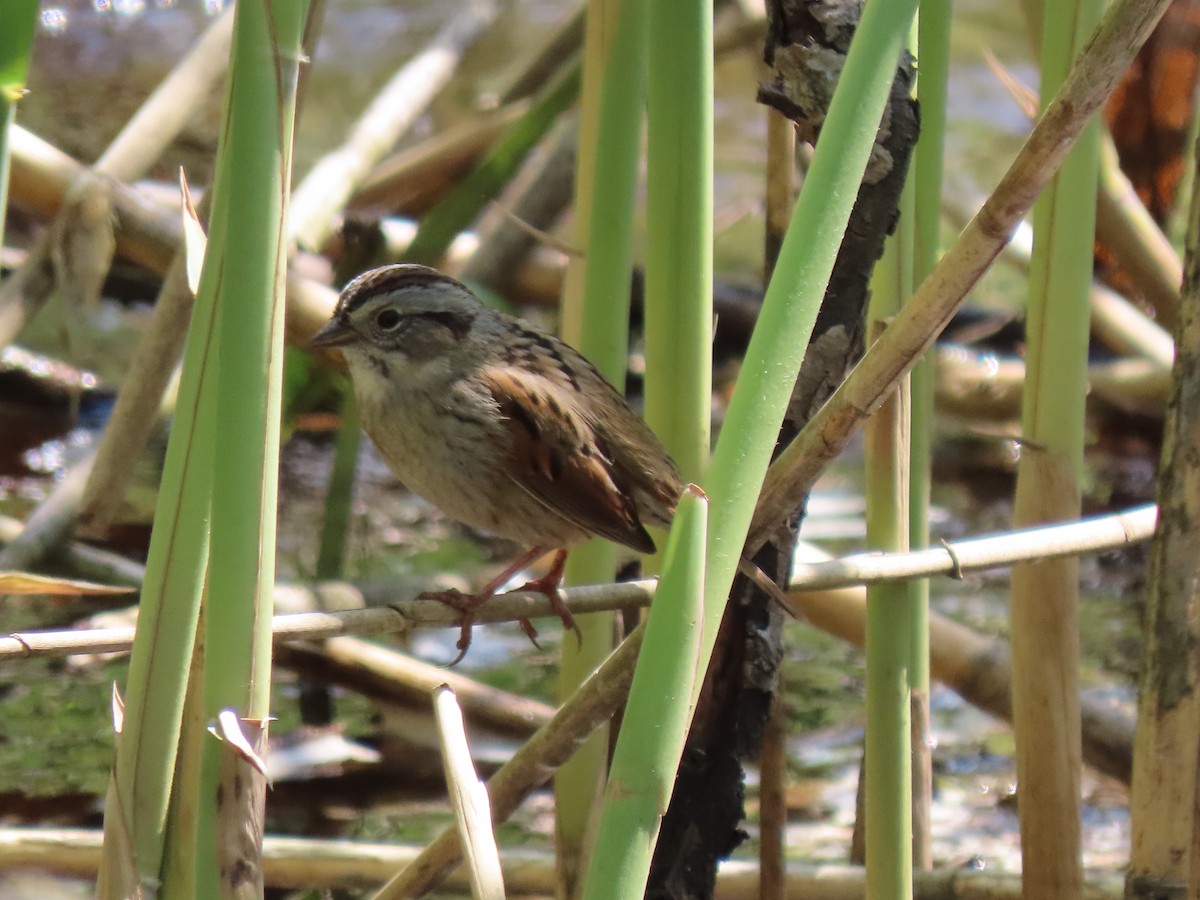 White-throated Sparrow - ML334039481