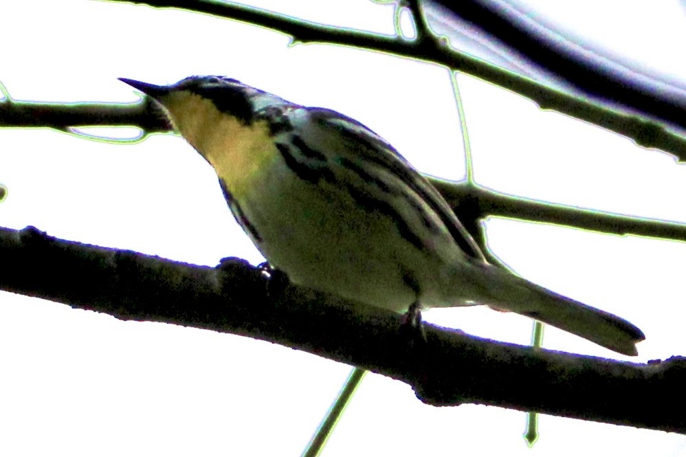 Yellow-throated Warbler - ML334041991