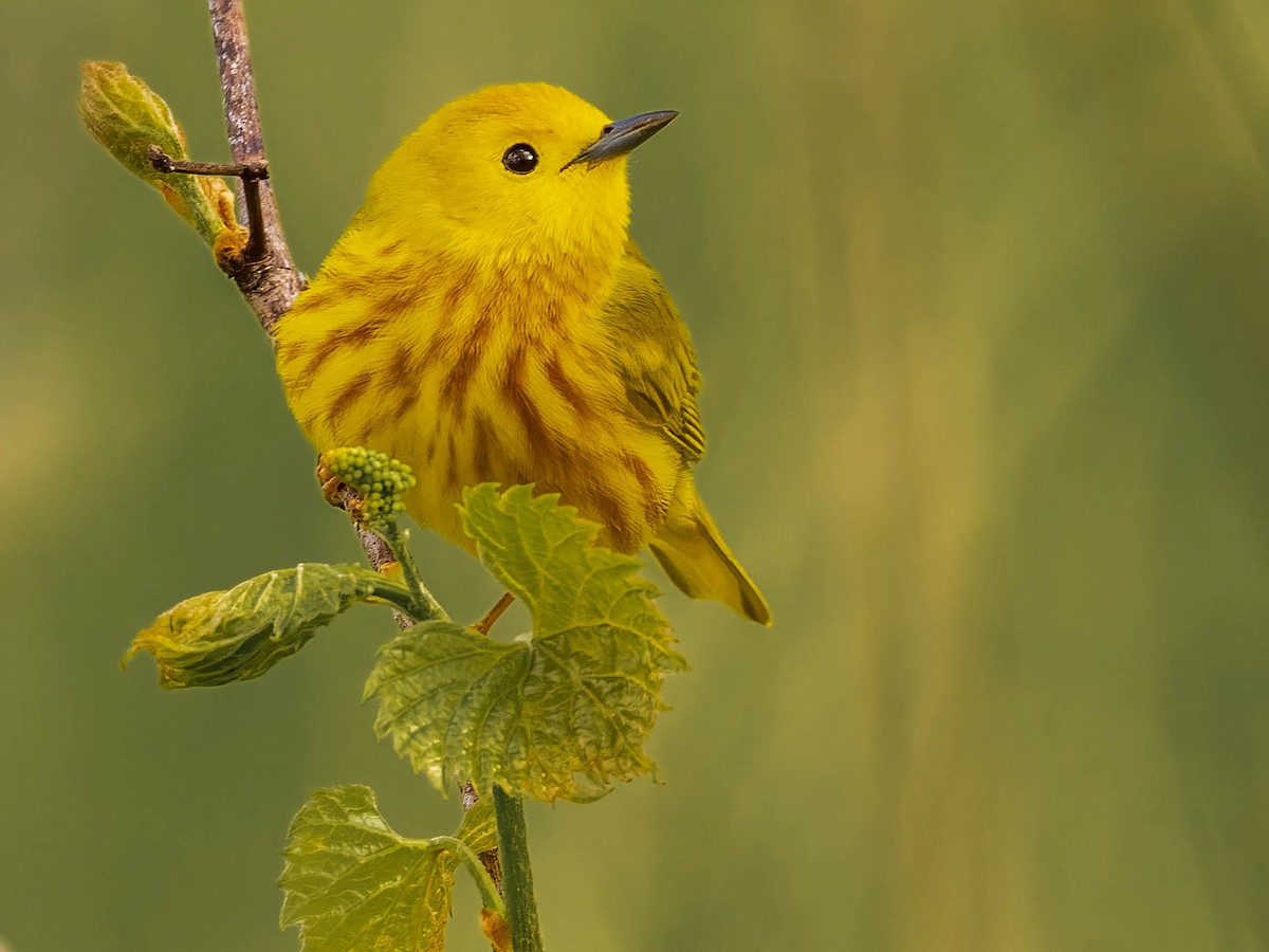 Northern Yellow Warbler - Matt Boley
