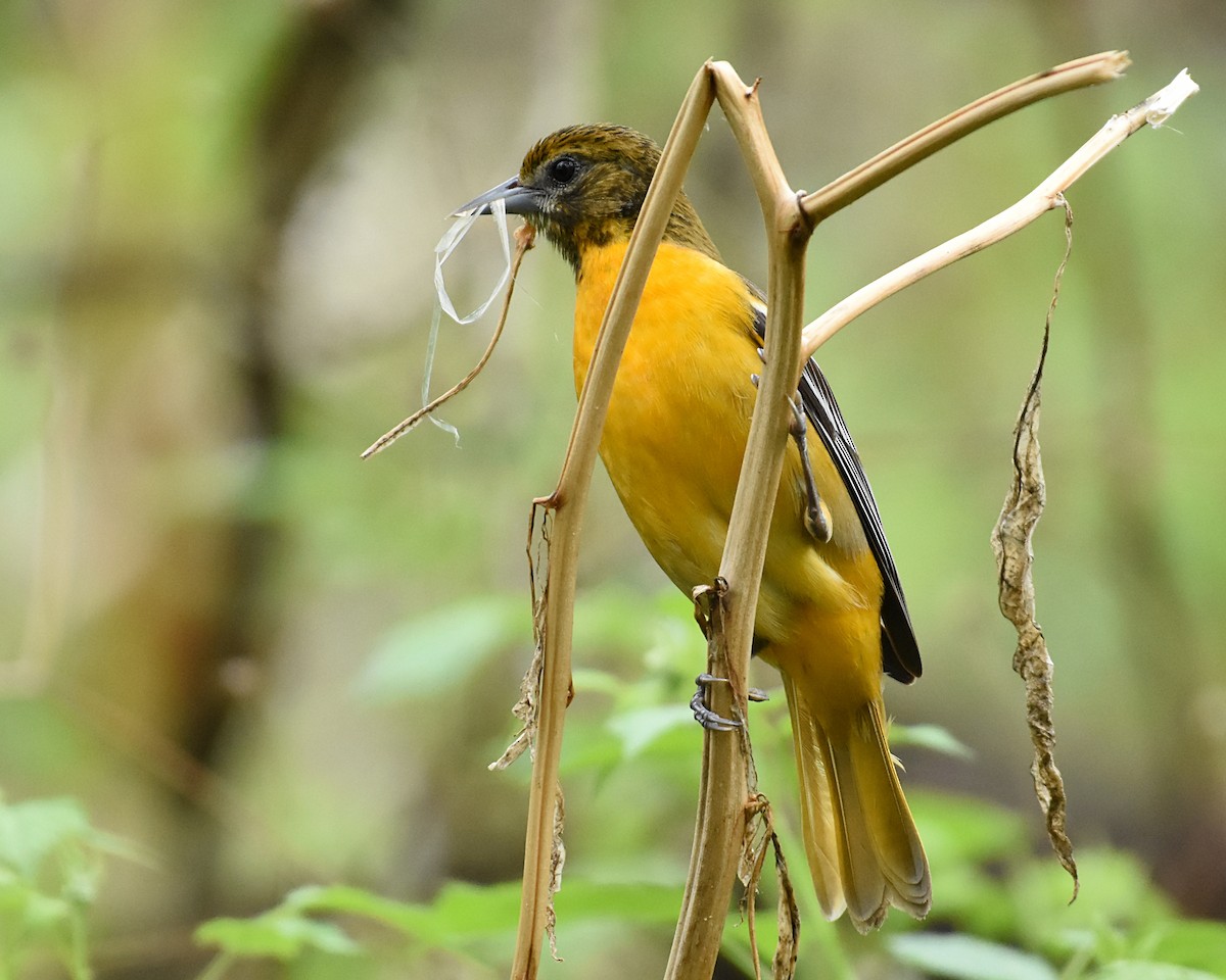 Baltimore Oriole - Brian Hicks