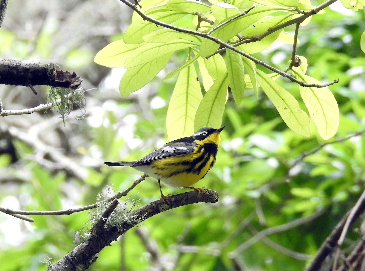 Magnolia Warbler - ML334043971