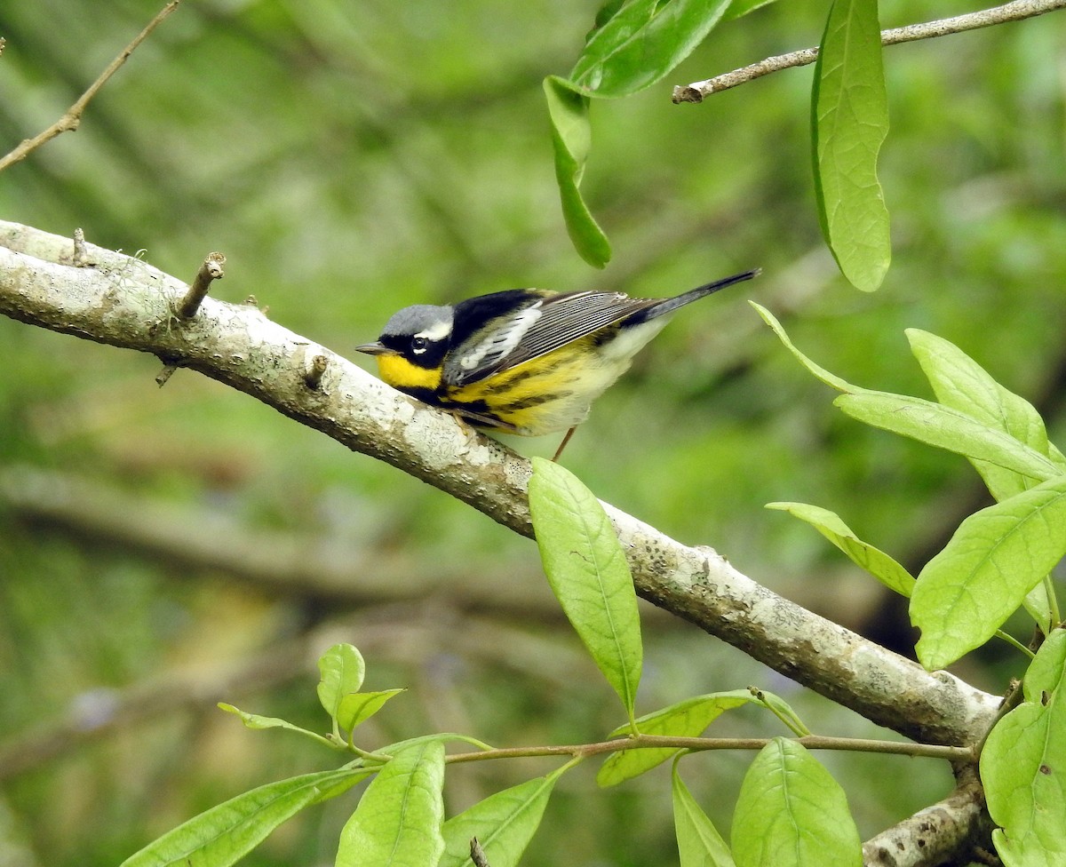 Magnolia Warbler - ML334044011