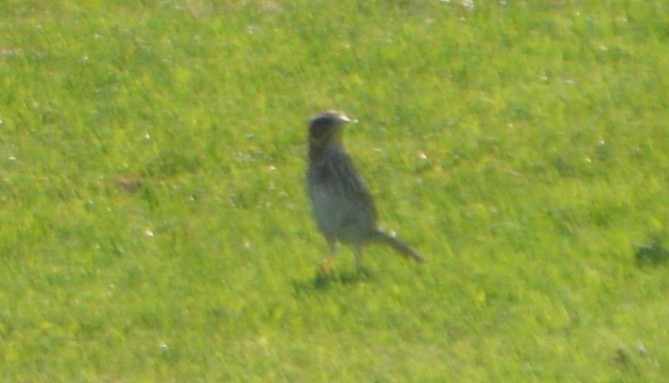 Savannah Sparrow - ML33404411