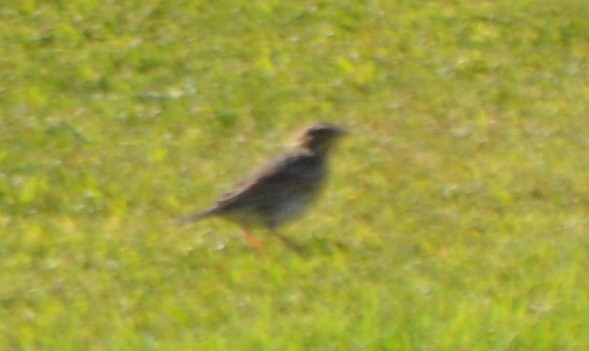 Savannah Sparrow - ML33404421