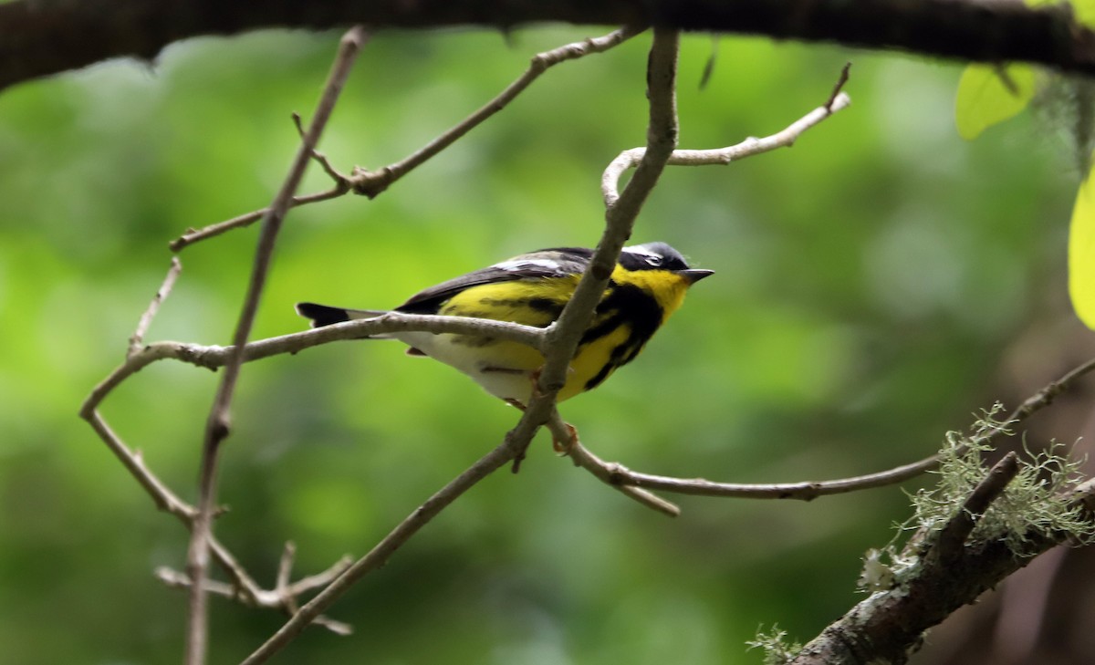 Magnolia Warbler - ML334044251