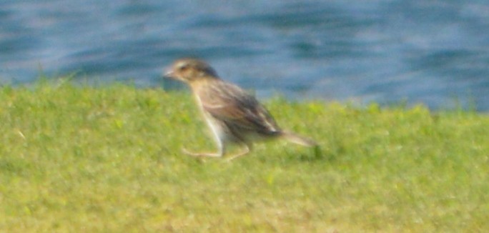 Savannah Sparrow - ML33404431