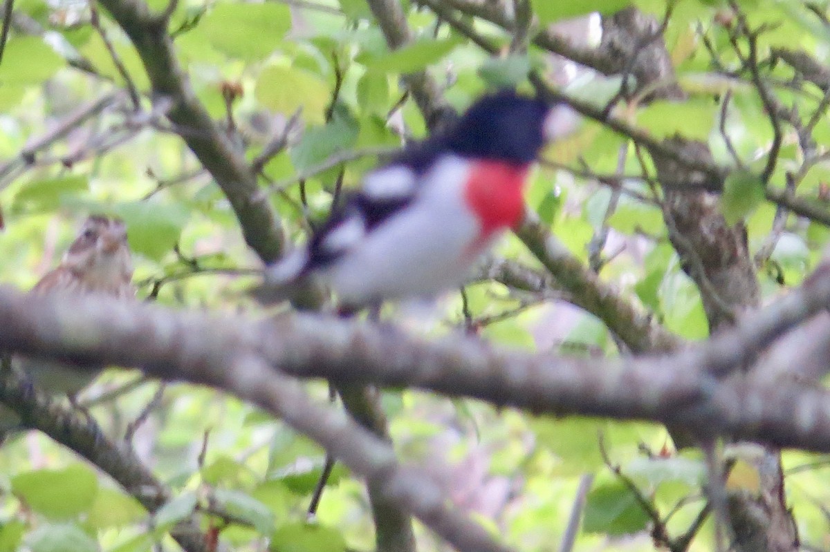 Rose-breasted Grosbeak - ML334044351