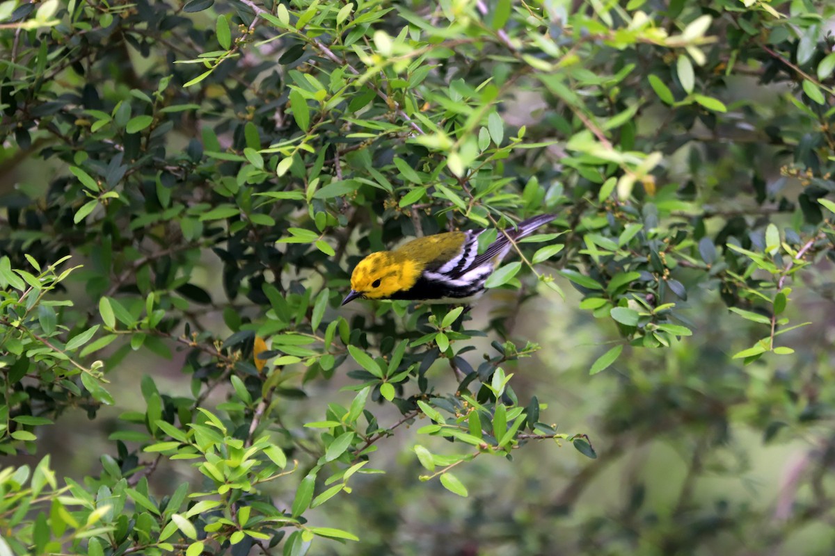 Black-throated Green Warbler - ML334045181
