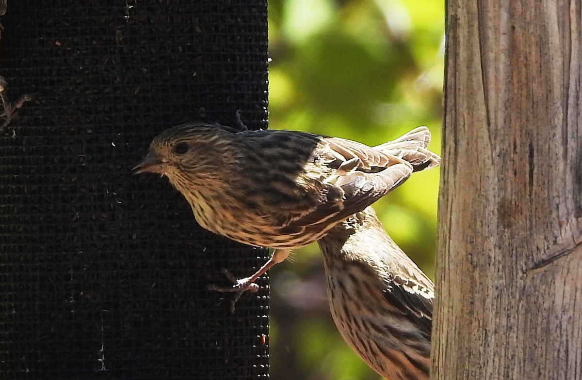 Pine Siskin - ML334045211