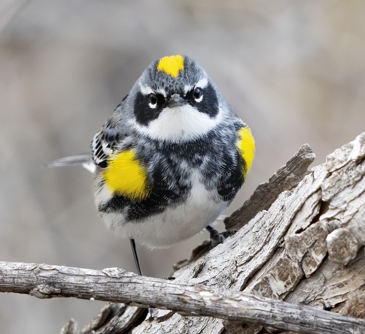 Yellow-rumped Warbler - Annie McLeod